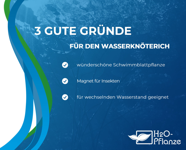 Preview: Wasserknöterich - Polygonum amphibium